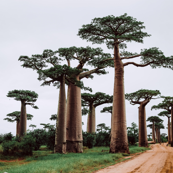 Meet The Baobab Tree